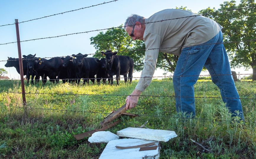 Pasture-related Hardware Disease Poses Potential Health Risk to Cattle