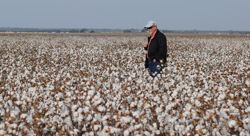 Timing is Critical for Xtend Cotton and Soybean Producers After Dicamba Ruling