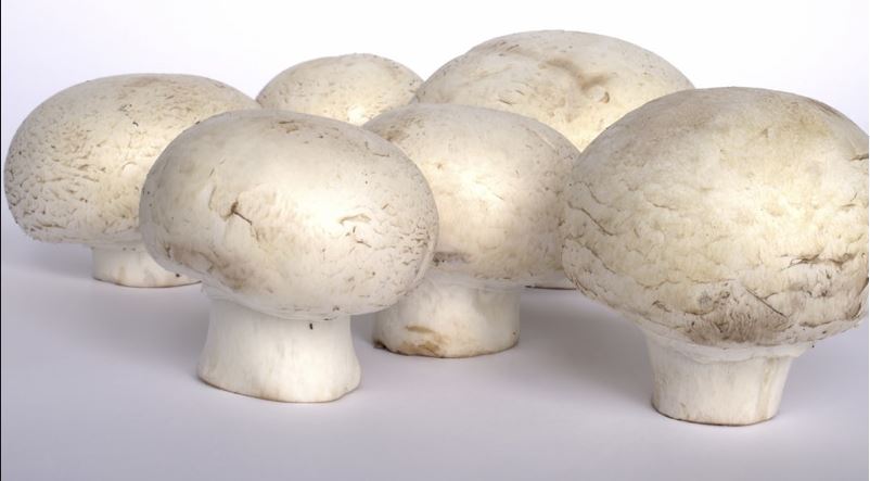 This Weeks Ag In the Classroom Features Oklahoma Grown Mushrooms! 