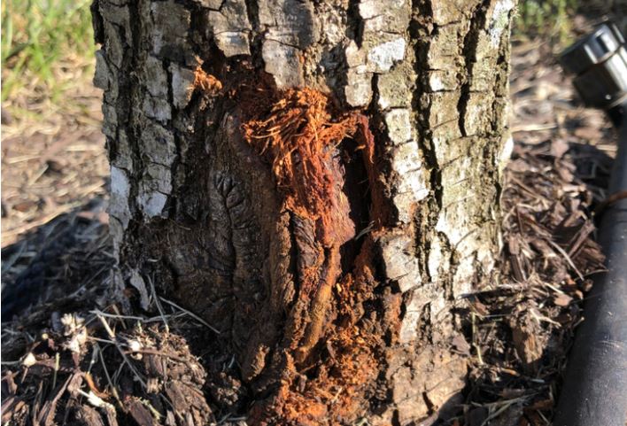 Mechanical Injury to Trees can Cause Irreversible Damage