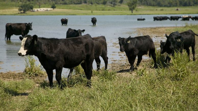 K-State Vet Shares Tips for Managing Cattle Through Heat