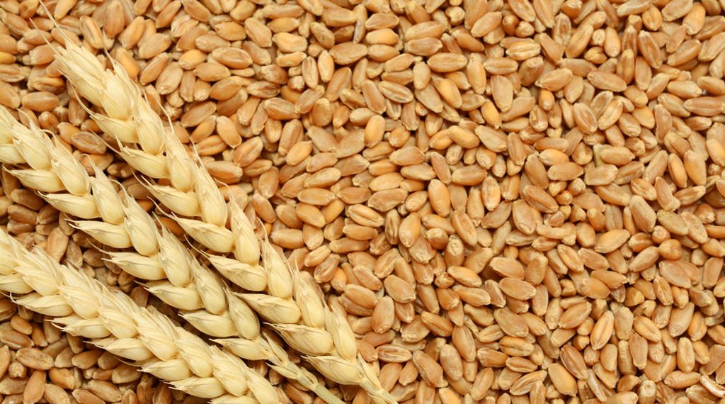 Excitement and High Interest Surrounds Record 2020 Oklahoma Wheat Crop Says Mike Schulte, Oklahoma Wheat Commission, as They Prepare For Annual Junior Wheat Show July  21 in Stillwater