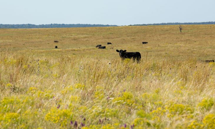 Virtual Texas A&M Beef Cattle Short Course set for Aug. 3-5