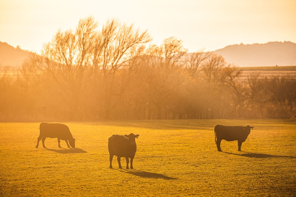 USDA Announces Improvements to the Livestock Gross Margin Insurance Program for Cattle and Swine