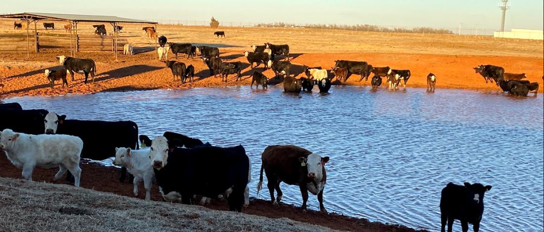 Dr. Glenn Selk Talks About Summertime Water Requirements for the Cow Herd