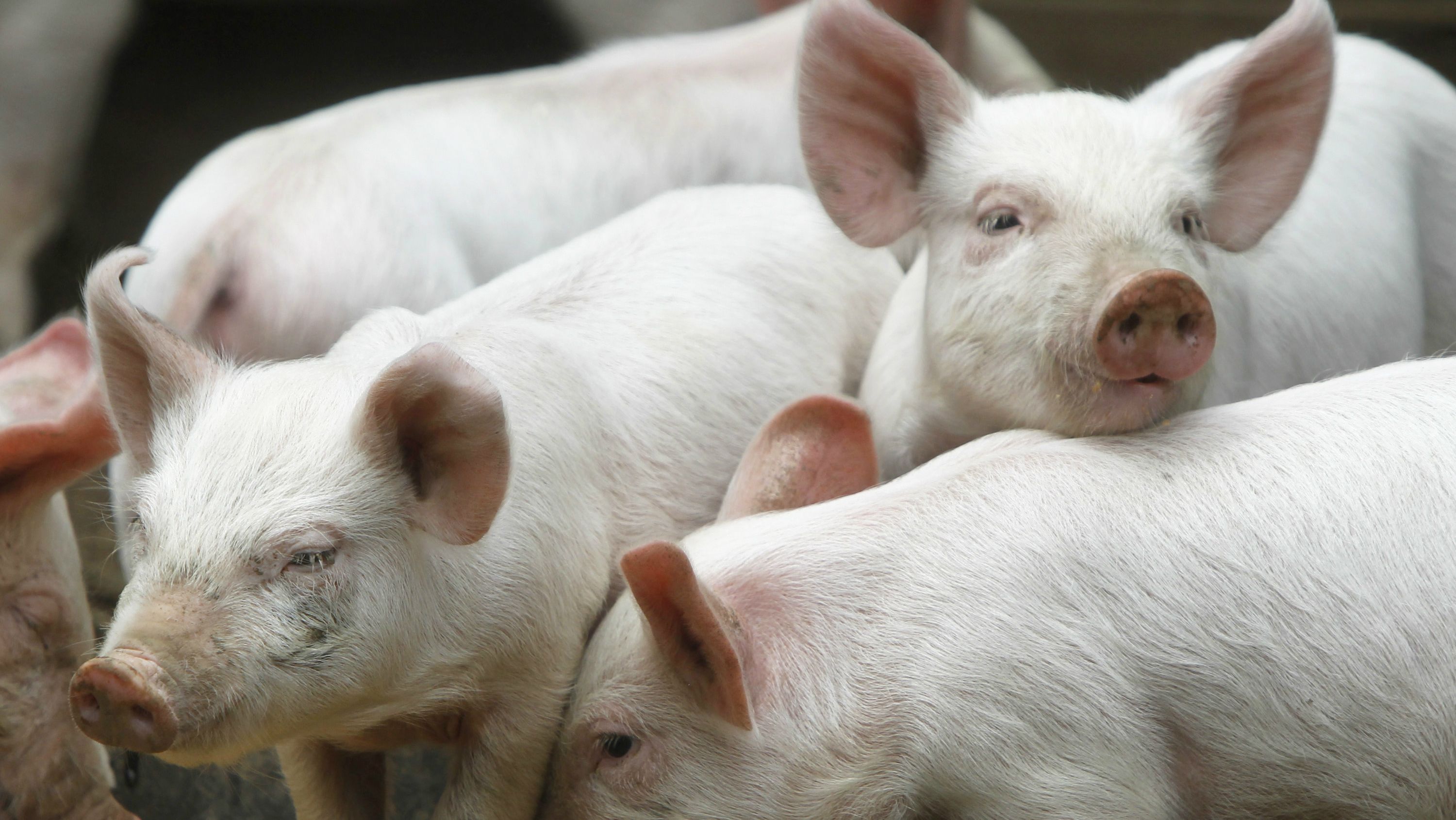 Jointly Funded Project Will Look for Gaps in US Pork Industry Biosecurity