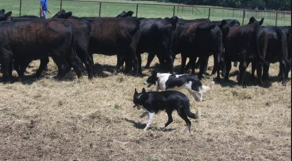 This Weeks Ag in the Classroom, Featuring Farm Dogs! 