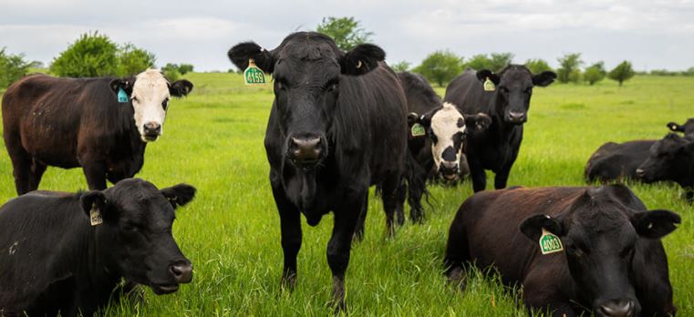 Price Protection Can Help Cattle Producers in Volatile Markets