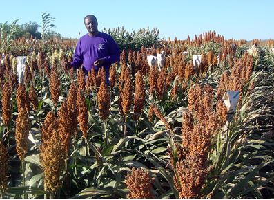 Improving Protein Digestibility in Sorghum