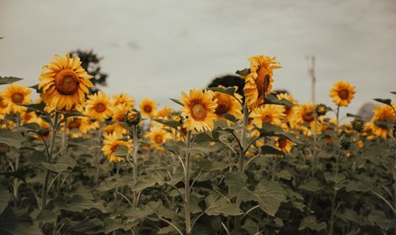 Oklahoma Agritourism--Sunflower Fields of Oklahoma 