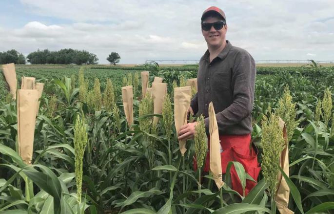 Sorghum Studied for Beer-Brewing Potential and Public Use