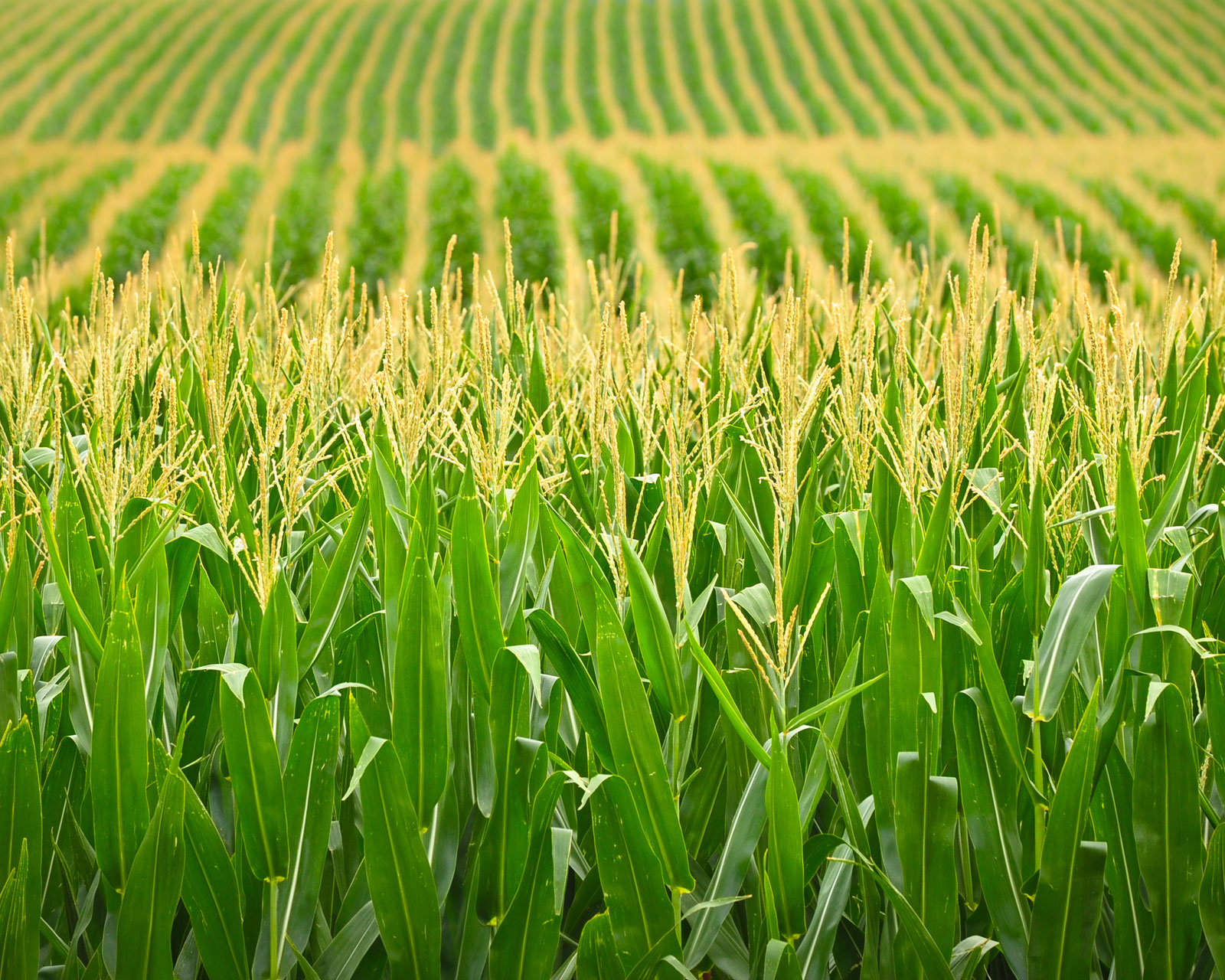 Oklahoma Farm Report Latest USDA Crop Progress Report Shows Few