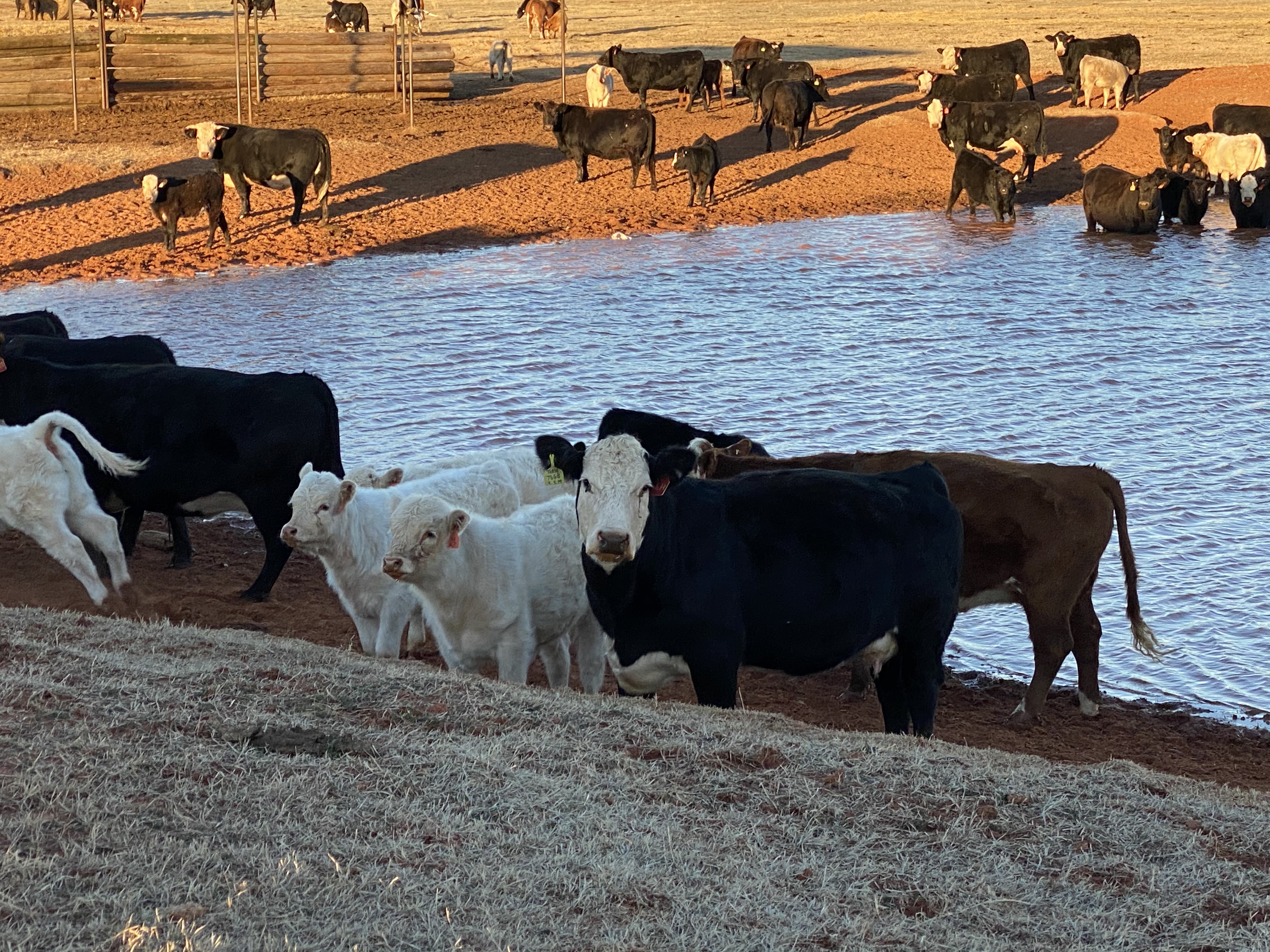 OSU Grad Student asking for Beef Producer Participation to help with Beef Cattle Research 