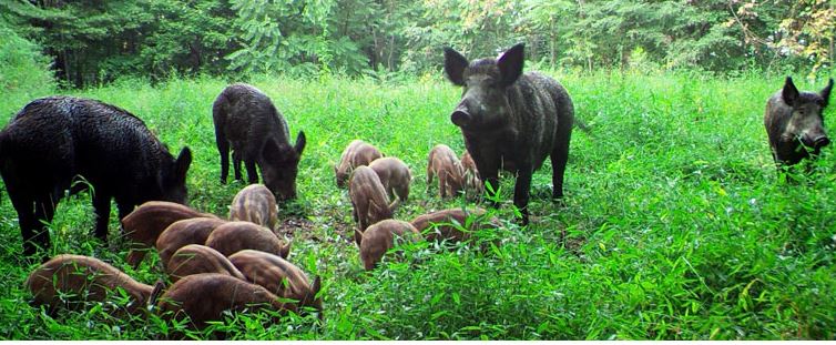 Feral Swine Eradication Project and more to be Featured in August 25 Frederick Free Webinar