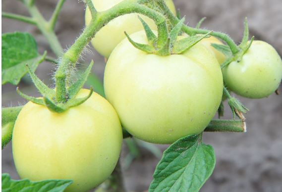 Ripening Tomatoes indoors Extends Fresh Flavor Longer