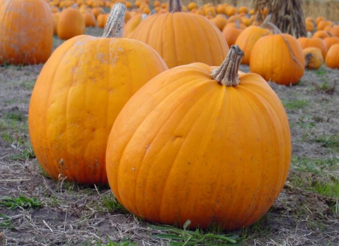 This week's Ag in the Classroom with Pumpkins, Squash and Other Cucurbits! 