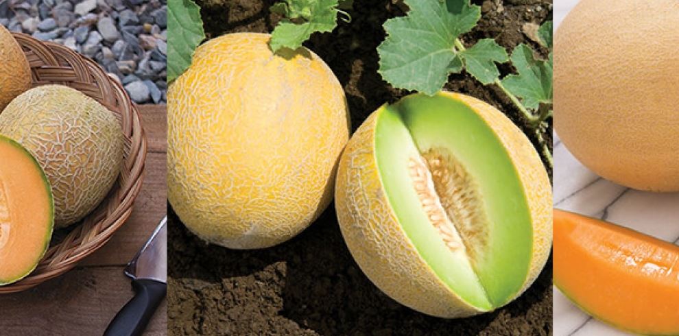 Learn How to Grow Melons in Your Garden