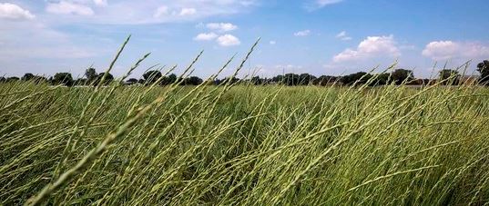Multi-state Coalition Aims to Advance Agriculture by Driving Research, Education, and Adoption of Nation�s First Perennial Grain Crop
