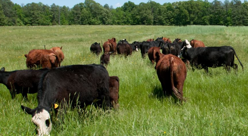 Ranchers Webinars to cover Cattle on Wheat, Small Grains--October 15