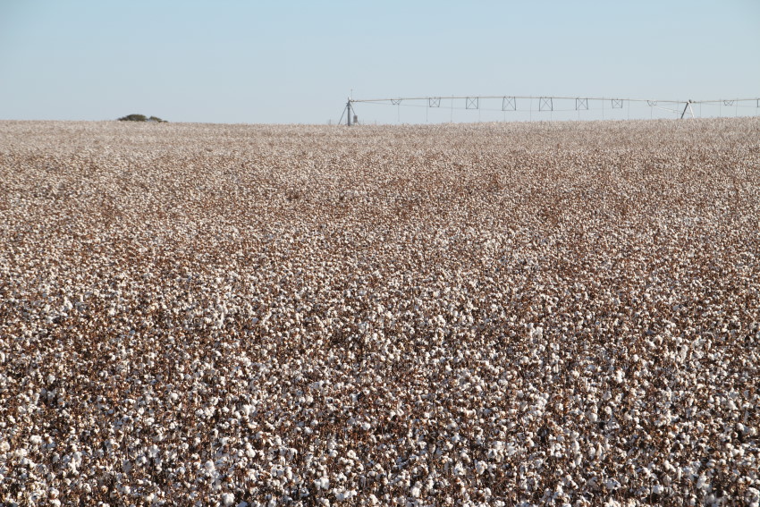 Dry Weather Shrinks the Expected Oklahoma Cotton Crop by Nineteen Percent in October USDA Crop Report