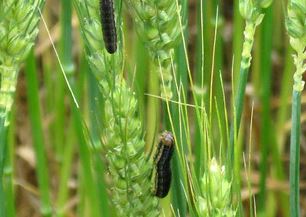 Oklahoma Wheat and Canola Producers should check for Fall Armyworms