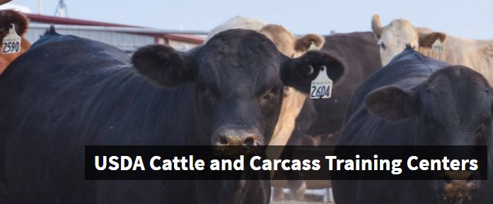 USDA to Host Educational Webinar Series on CME Specifications, Live Cattle and Beef Carcass Grading and Certification