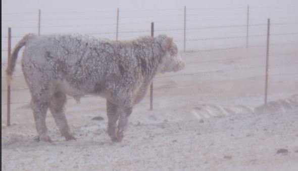 Dr. Derrell Peel on the Early Winter Storm and Cattle on Feed