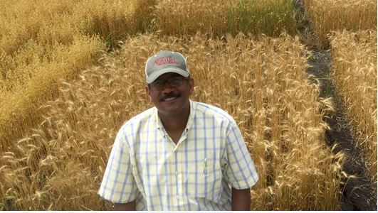 Hybridized wheat: 7 years in the making