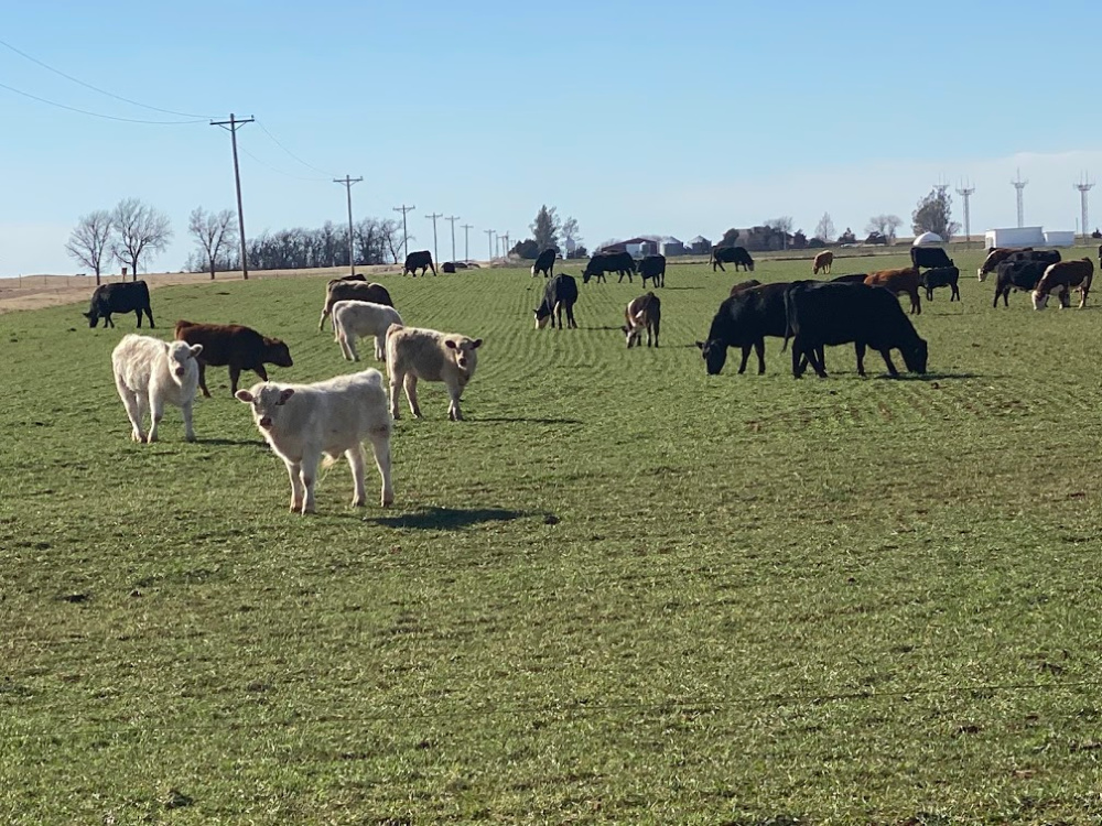 Dr. Glenn Selk on Breeding Cows and Heifers on Wheat Pasture