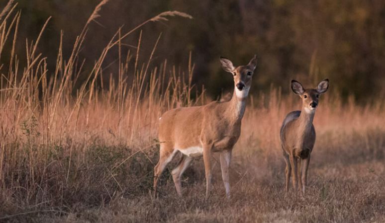 How Hunter Observations Can Help Manage Deer Populations