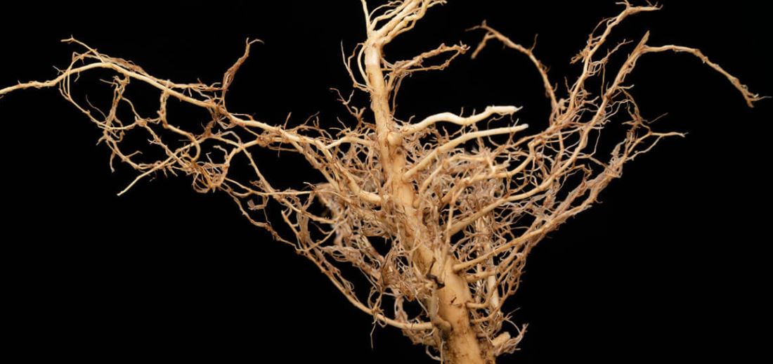 5 Myths People Believe About Roots