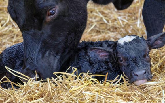 Difficult Calving May Require Help