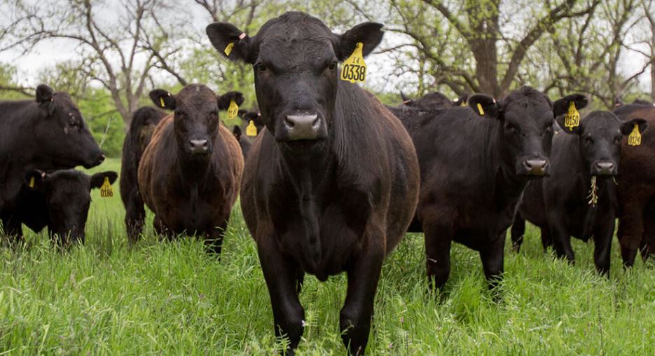 Noble Shares 75 Fun Facts About Beef, Grazing Lands, Cattle Production