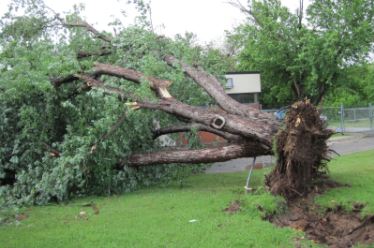 Resources for Storm Damaged Trees 