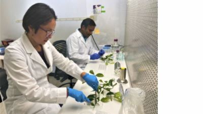 Researchers Make Breakthrough in Fighting Agricultural Plant Diseases