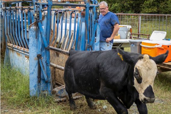 On-the-ranch Herd health Programs Support Healthy Cattle Markets