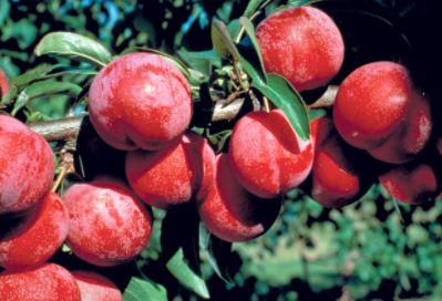 This week's Ag in the Classroom is Featuring the Oklahoma Fruit of the Month---PLUMS! 