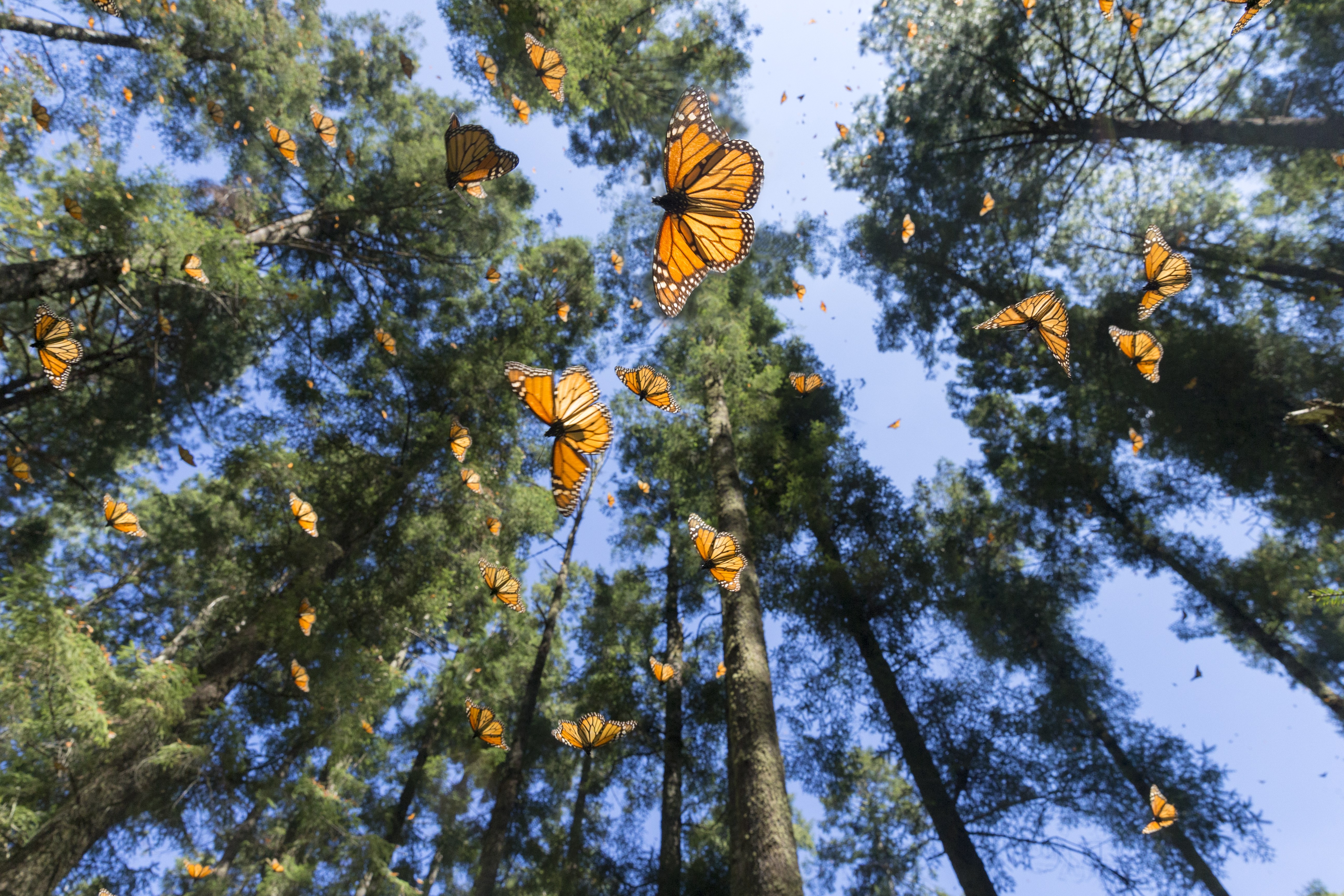 AFBF Welcomes Continued Monitoring of Monarch Butterfly