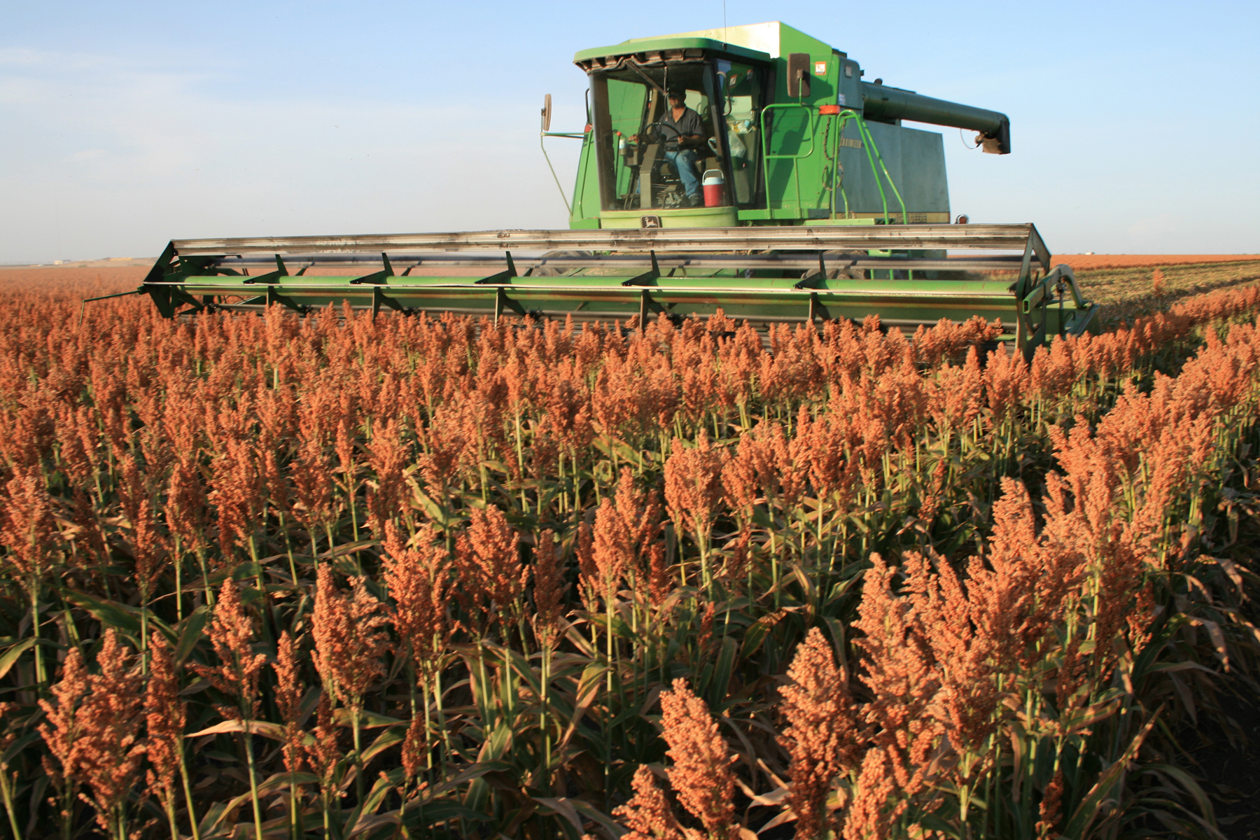 Sparked by Strong Demand, Sorghum a Bright Spot Among Ag Commodities