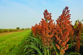 EPA Approves IMIFLEX Herbicide for Use in igrowth� Sorghum