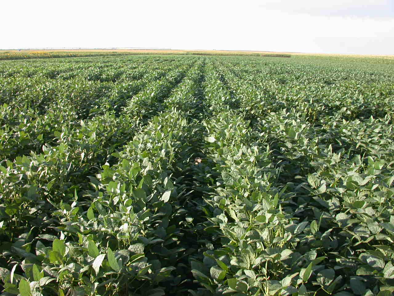 Helena Agri-Enterprises Has Several New Herbicides For 2021 Crops
