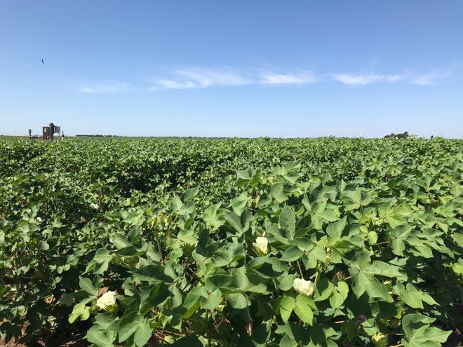  Survey projects Slight Decline for 2021 U.S. Cotton Acres