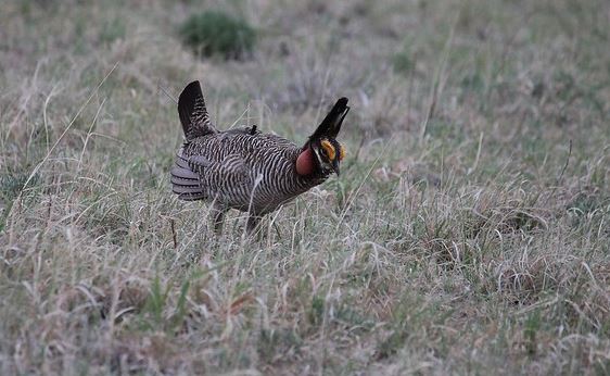 Conservation Program Benefits an Iconic Bird of the Southern Great Plains