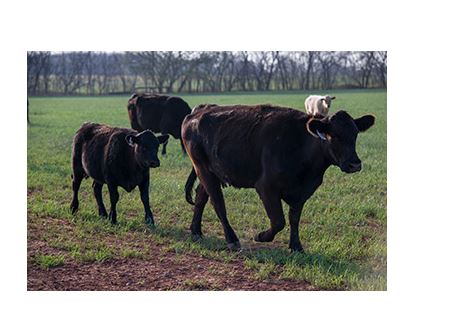 Ranchers' Thursday lunchtime Series Webinars address Forage and Difficult Weather