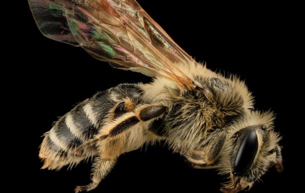 Climate change reduces the abundance and diversity of wild bees, study finds
