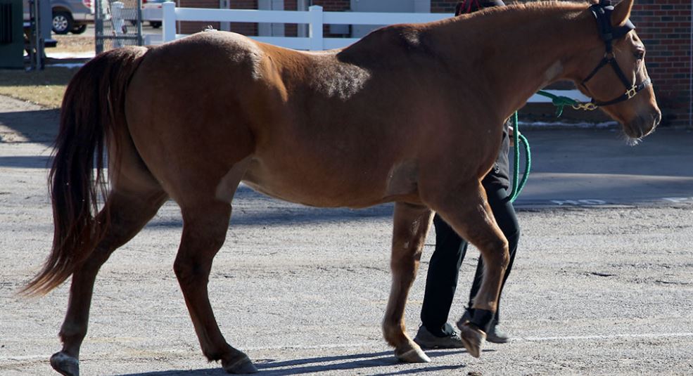 Taking the Guesswork out of Equine Lameness Detection