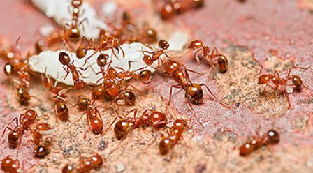 Southern Plains Perspective Blog--The Ants go Marching two by two-Getting bugged by Climate Change