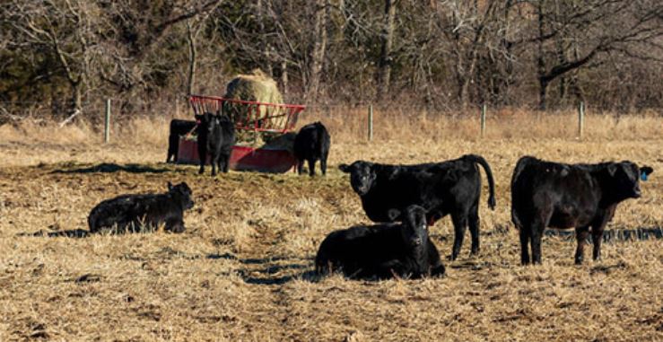 K-State experts Offer Advice on getting Heifers Prepared for their First Breeding Season