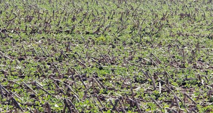 No-till practices in Vulnerable Areas Significantly Reduce Soil Erosion
