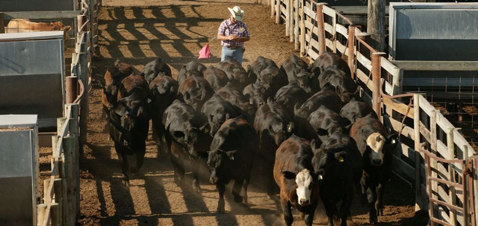 Dr. Derrell Peel Says Cattle Inventories Drift Slightly Lower 